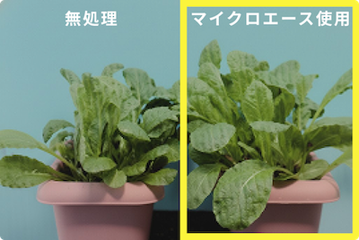 コマツナの比較