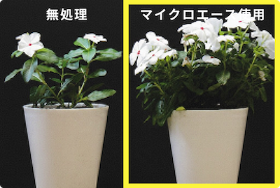 日々草の比較